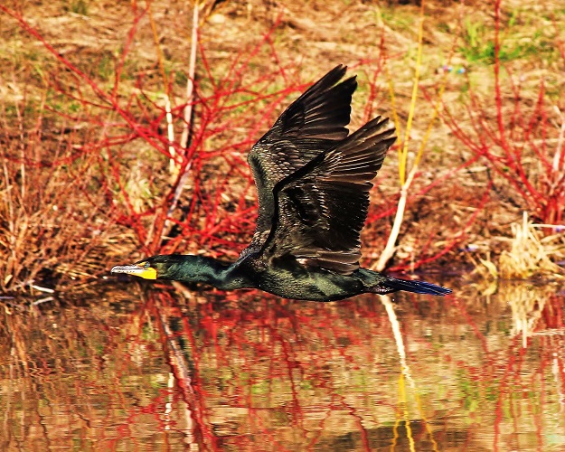 Cormorant in Flight