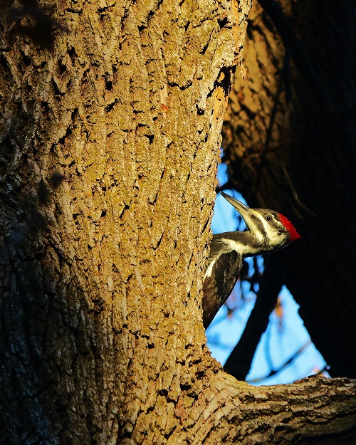Woodpecker Hole