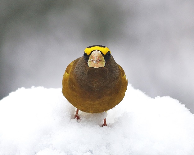 Evening Grosbeak in the Snow