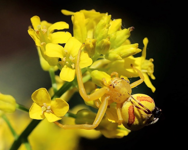 Goldenrod Crab Spiders on Wintercress Flowers
