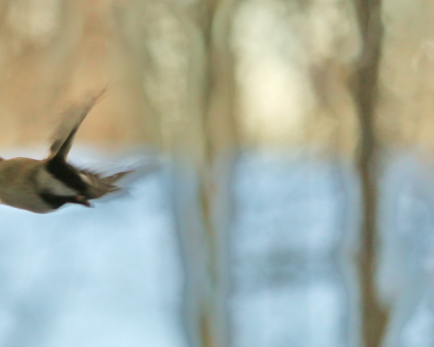 In the Blue Canadian Winter
