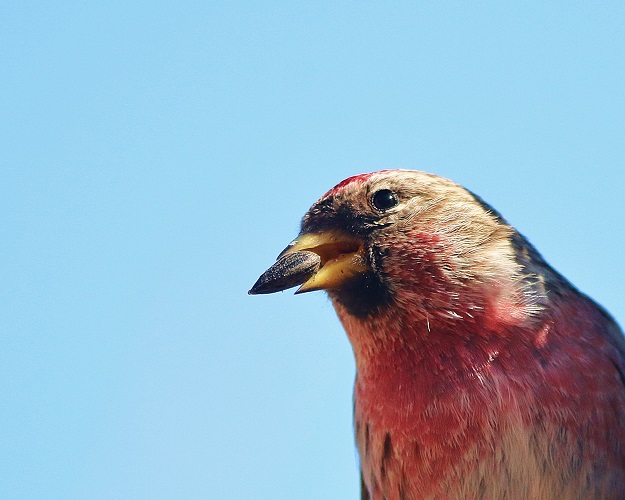 Common Redpoll with Sunflower Seed