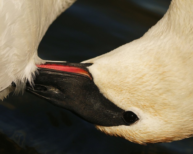 Trumpeter Swan Preening