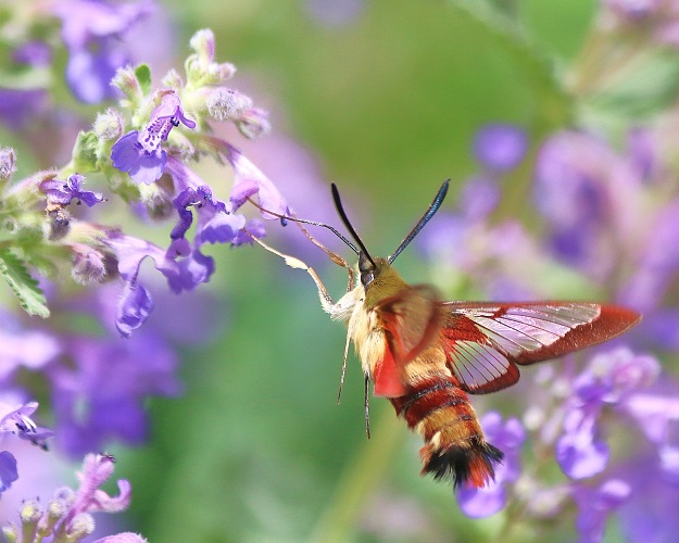 Clearwing with Catmint