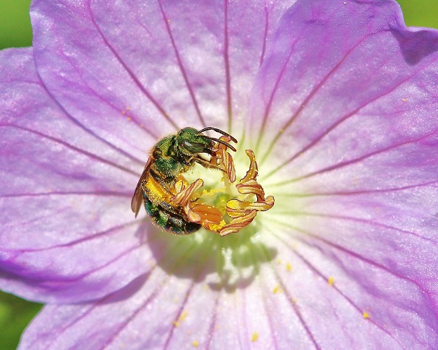 Green Bee in Wood Geranium Flower