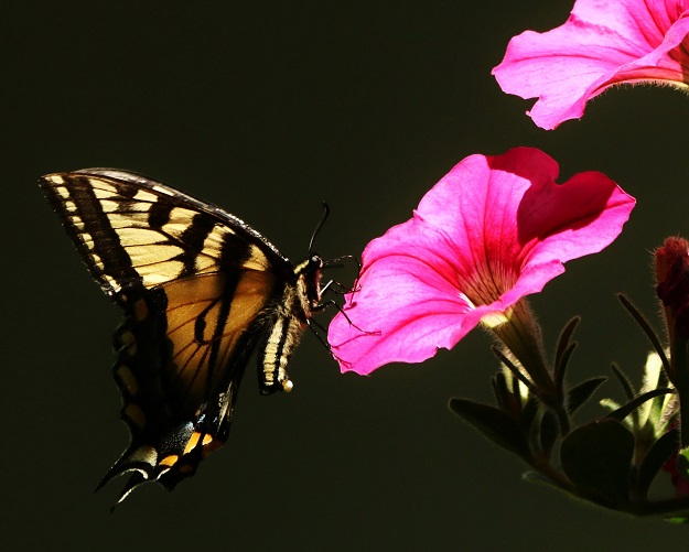 Tiger Swallowtail with Petunias