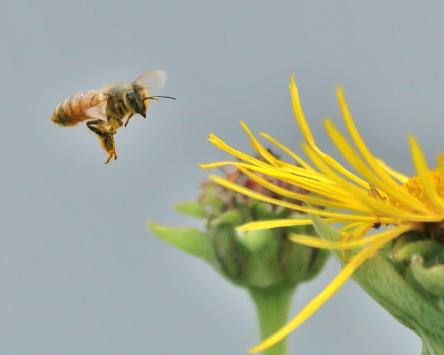 Honey Bee with Elecampane Flowers