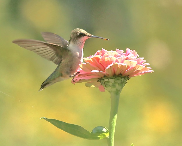 Hummingbird with Zinnia Flower