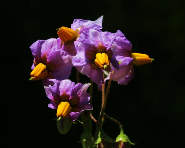 Potato Flowers