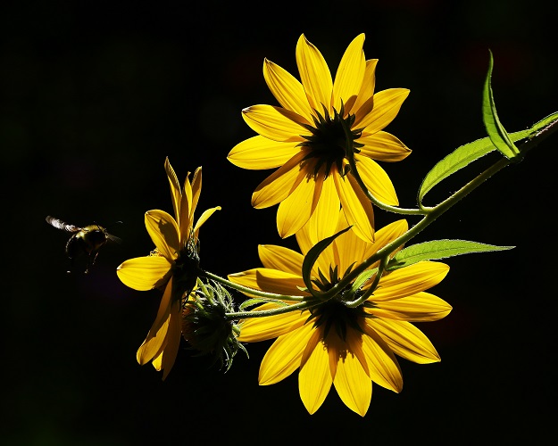 Tall Sunflowers with Bumble Bee
