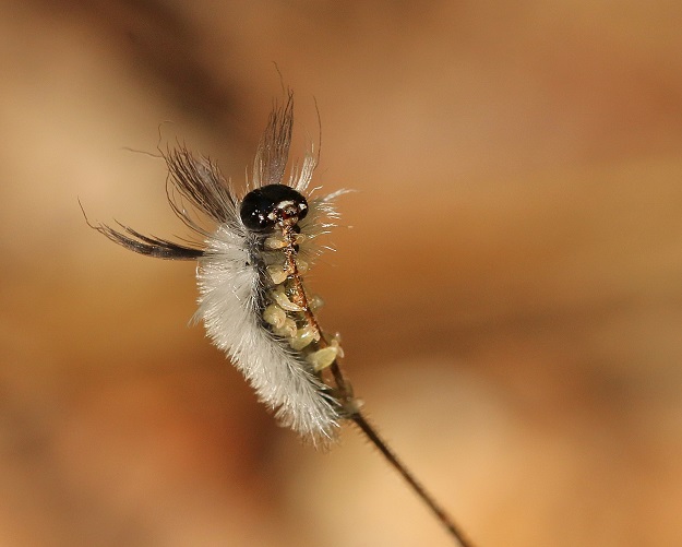 Tussock Moth Caterpillar