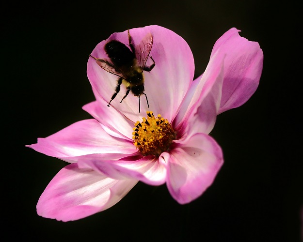 Diving Into the Cosmos