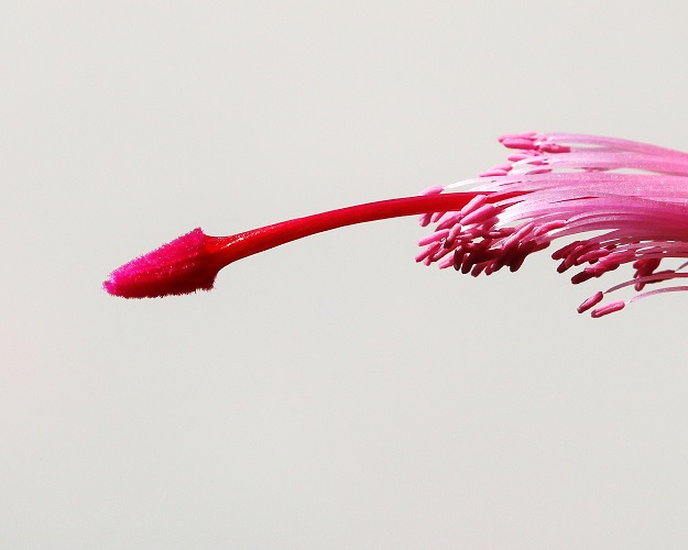 Christmas Cactus Detail