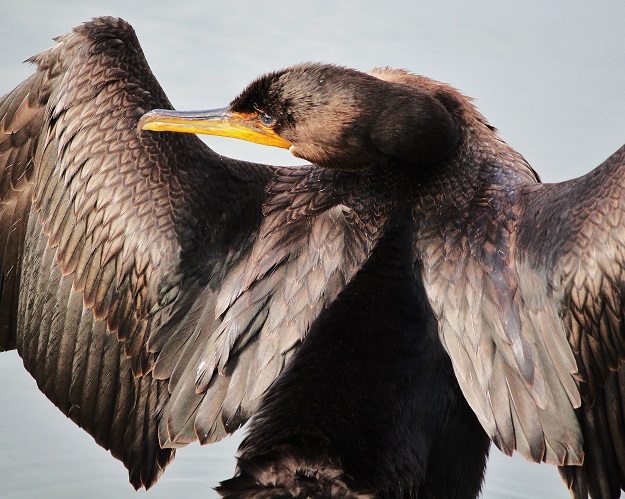 Cormorant Stretched Around