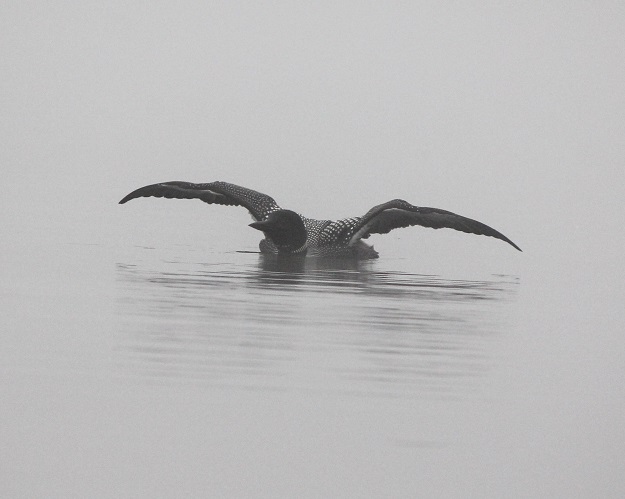 Stretching Misty Loon