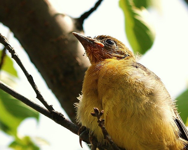Fledgling Oriole