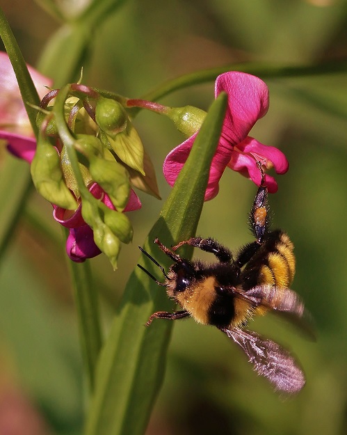 Stretching Bumble Bee with Wild Peas