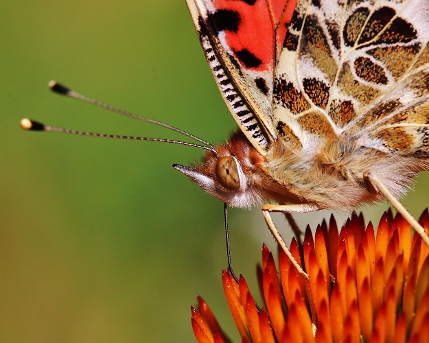 Painted Lady on Echinacea