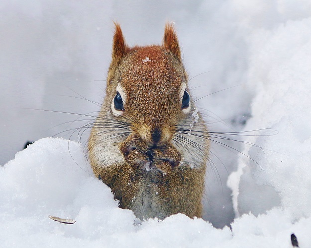 Red Squirrel in Snow