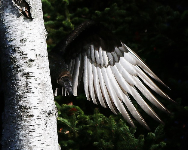 Vulture Wing