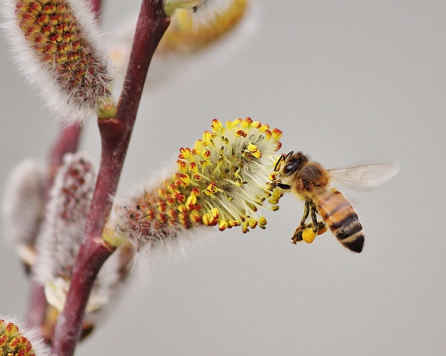 Honey Bee with Pussy Willows