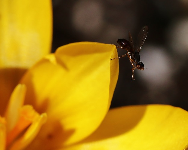 Little Fly on Crocus Flower
