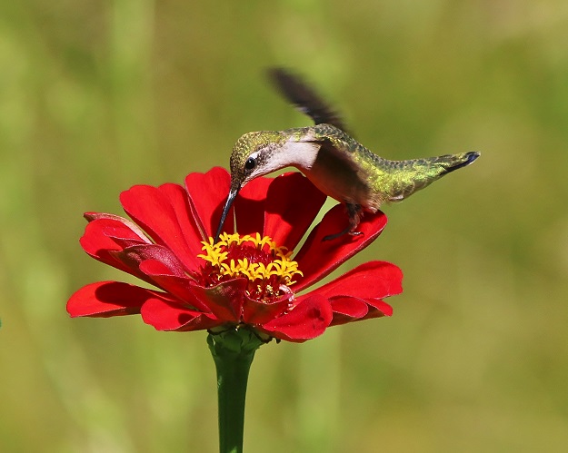 Hummingbird with Zinnia Flower