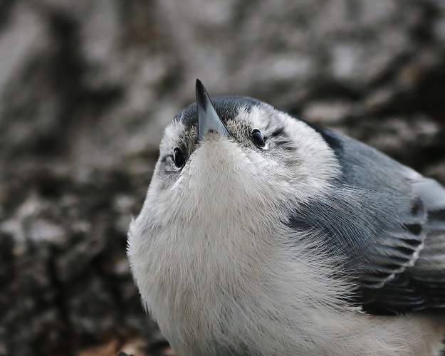 Nuthatch Peering