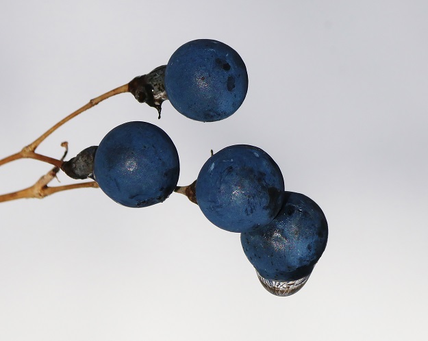 Blue Cohosh January Thaw