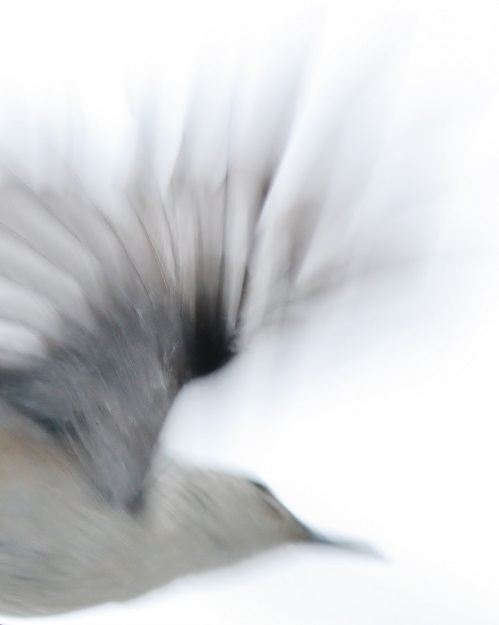 Nuthatch Dissolution