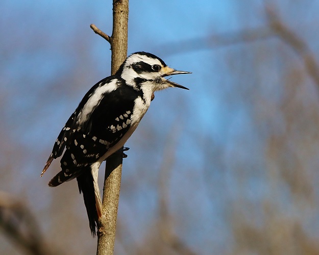 Woodpecker Yawn