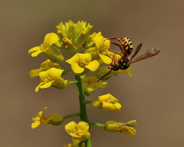 Nomad Bee with Winter Cress