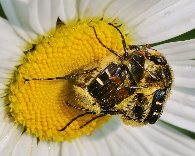 Beetle on Beetle on Daisy