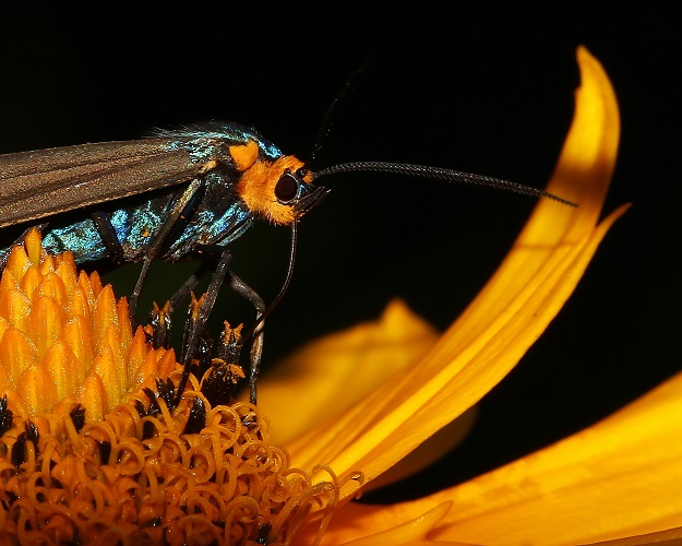 Virginia Ctenucha Moth on False Sunflower