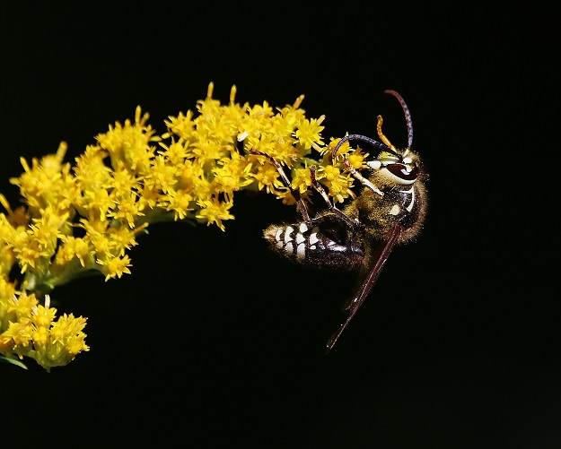 Bald-Faced Hornet Hanging on Goldenrod