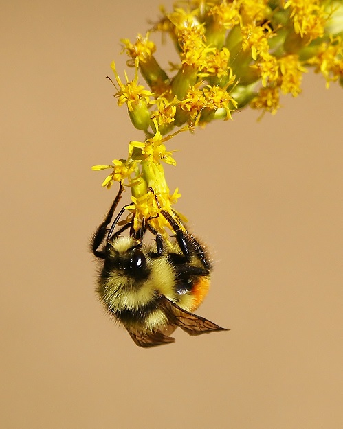 Tricoloured Bumble Bee Hanging on Goldenrod