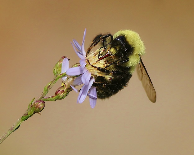 Bumble Bee Clutching Aster Flower
