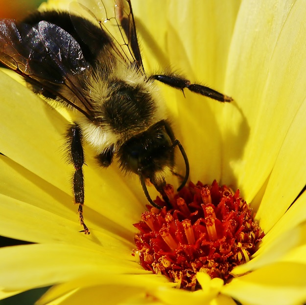 Bumble Bee Stretching into Calendula Flower