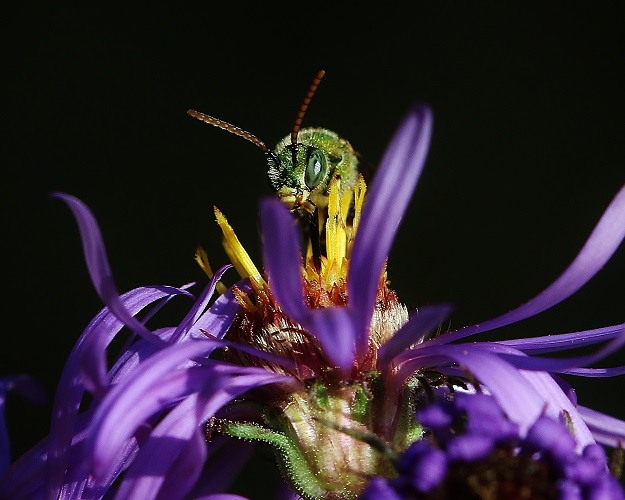 Sweat Bee in Aster Flower