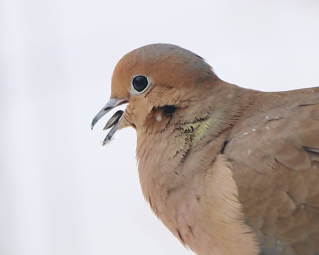 Mourning Dove with Sunflower Seed