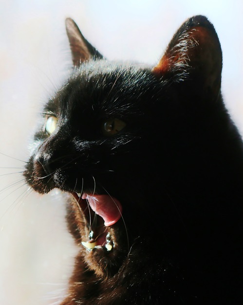 Yawn Fiery Oes and Eyes of Light