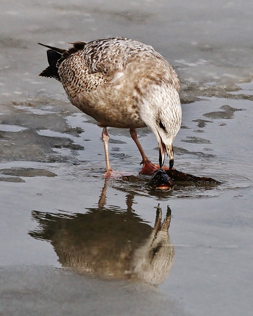 Herring Gull with Catfish