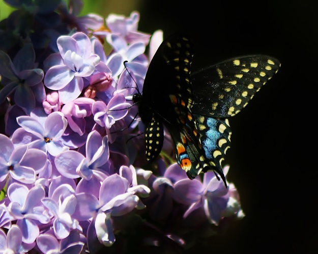 Black Swallowtail with Lilac Blossoms