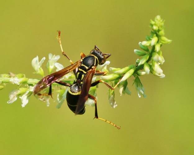 Paper Wasp on White Sweet Clover