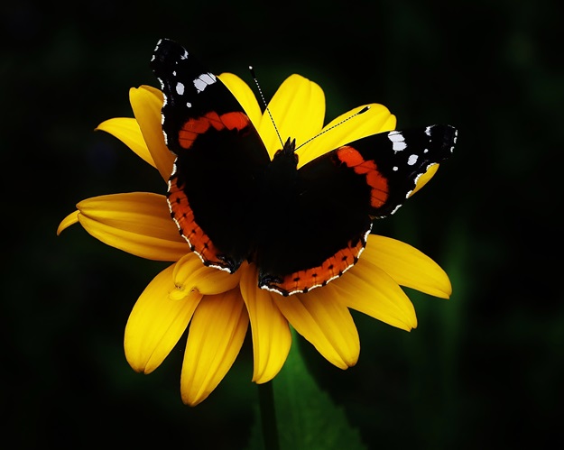 Red Admiral on False Sunflower