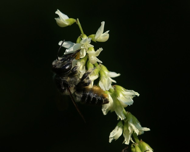 Leafcutter Bee on White Sweet Clover